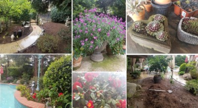 collage of flowers and plants